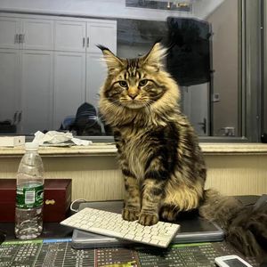 成人免费看片❌❌❌视频
